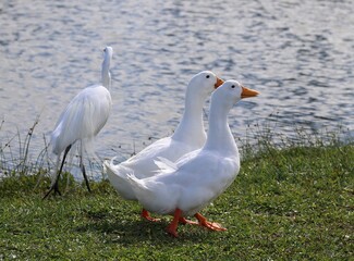 white bird by the water