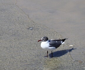 bird on the beach