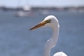 white bird by the water