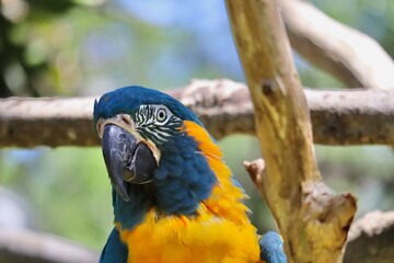 Parrots in a tree in the wild.