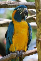Parrot in a tree in the wild.