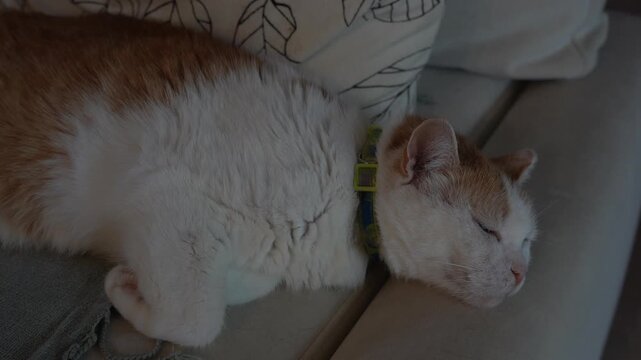 The ginger and white cat is lying on the sofa and resting. The old cat is sleeping.