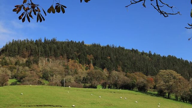Sheep grazing on hillside field near forest in Glencar, County Leitrim, Ireland in autumn