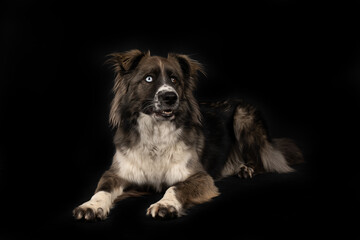 Young merle Border Collie lying down on a black studio background, with one blue eye and one brown eye, full body view