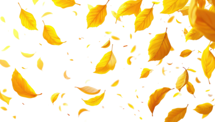 Golden autumn leaves are scattered against a stark black background, creating a dynamic, vibrant, and natural scene