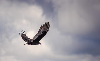Turkey vulture flying gracefully under a cloudy sky with wings fully extended and soft light highlighting its feathers