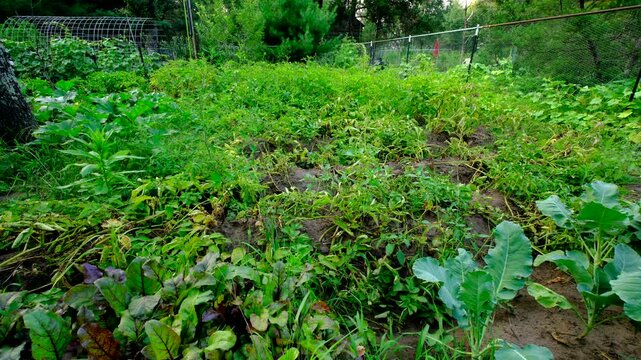 White and red potato plants maturing or drying dying as tubers being organically grown in backyard fenced garden