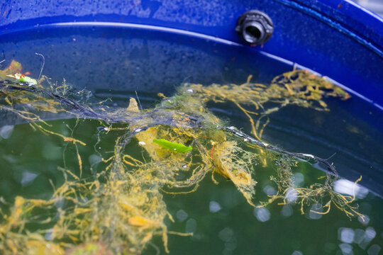 Metal barrel of dirty water with tangled wires and leaves
