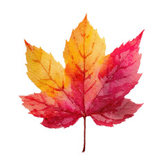Fototapeta premium Watercolor maple leaf illustration in autumn colors, yellow merging into red