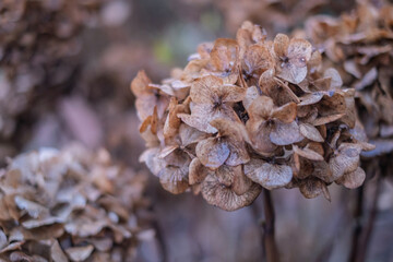 Nahaufnahme von verwelkten Hortensien in sanften Brauntönen,