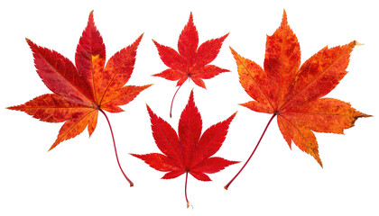 A group of four vibrant red and orange maple leaves arranged against a stark black background