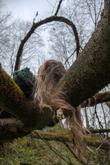 Intertwined tree trunks forming an arch with flowing hair, Dubrovitsky Forest, November