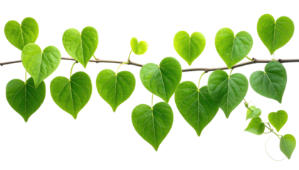 Lush heart-shaped green leaves are connected to a branch against a black backdrop, showing plant growth