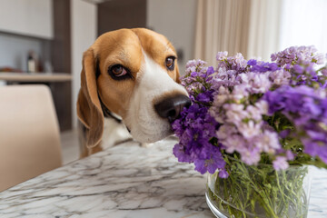 Beagle enjoys the scent of purple flowers in a modern kitchen setting