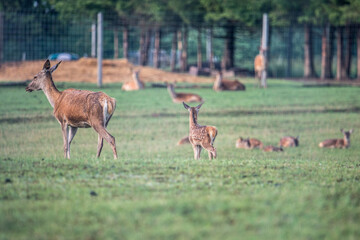 Red deer