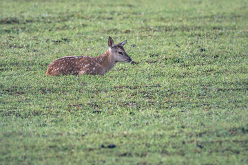Red deer