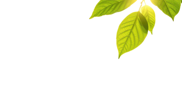 Corner cluster of vibrant green leaves against a solid black background, brightly lit, veins detailed