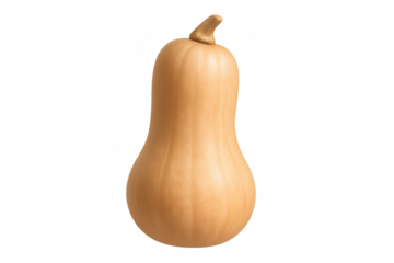 Butternut squash vegetable, healthy food ingredient, raw organic winter gourd with orange skin on transparent background