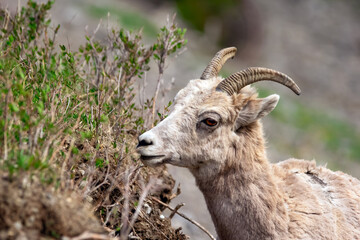 Portrait of a young male Bighorn sheep with little horns grazing on grass and leaves in the mountains in spring.