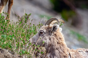 Portrait of a young male Bighorn sheep with little horns grazing on grass and leaves in the mountains in spring.