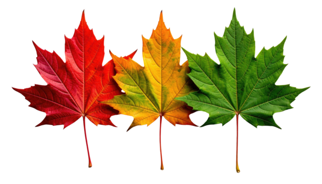 Three maple leaves transitioning from green to yellow to red, isolated against a black background