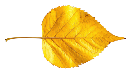 Golden leaf with prominent veins, isolated on black. The leaf has an elongated shape and textured surface