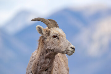 Portrait of a young male Bighorn sheep with little horns on the background of blue snowy mountains.