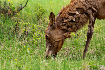 Portrait of female brown Wapiti elk grazing on green grass in spring in woodland meadow.