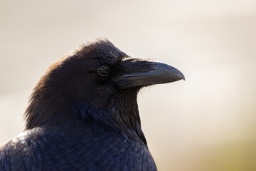 Beautiful portrait of a black adult raven with blue hue on the feathers, profile view, sunny day.