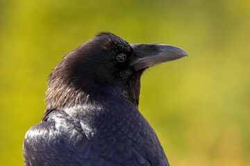 Beautiful portrait of a black adult raven with blue hue on the feathers, profile view, sunny day.