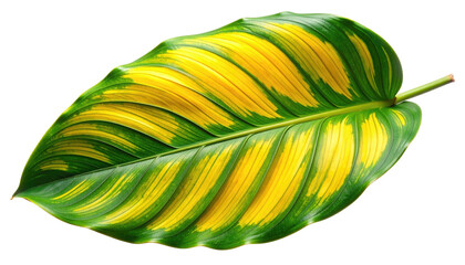 Vibrant, isolated leaf with striking yellow & green stripes, showcasing botanical details against a dark background