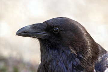 Beautiful portrait of a black adult raven with blue hue on the feathers, profile view, sunny day.