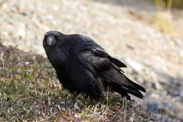 Juvenile raven with black feathers and blue hue is foraging on the ground in grass, looking for food.