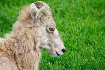 Young male Bighorn, with little horns, profile portrait in the field with green grass in spring.