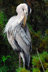 BIRDS- Florida- Full Length Vertical Close Up of a Wild Beautifully Colorful Great Blue Heron