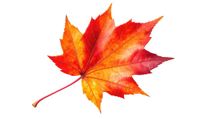Fototapeta premium Close-up of a single, vibrant maple leaf in shades of red and orange against a black background
