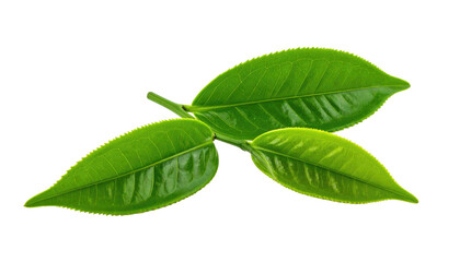 Obraz premium Close-up of three bright green leaves with defined veins against a stark black background, isolated and natural