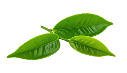 Close-up of three bright green leaves with defined veins against a stark black background, isolated and natural