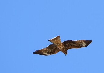 獲物を探すトビ