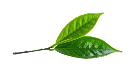 Two vibrant green leaves joined by a slender stem, isolated on a stark black background
