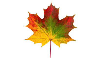 Obraz premium Brightly colored maple leaf transitions from yellow to green and red on a stark black background