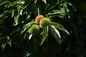 A taste of autumn: Japanese chestnut fruits. These fruits have been eaten since ancient times and are still popular ingredients in modern sweets.