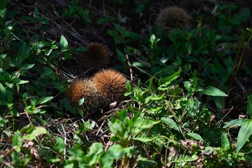 A taste of autumn: Japanese chestnut fruits. These fruits have been eaten since ancient times and are still popular ingredients in modern sweets.
