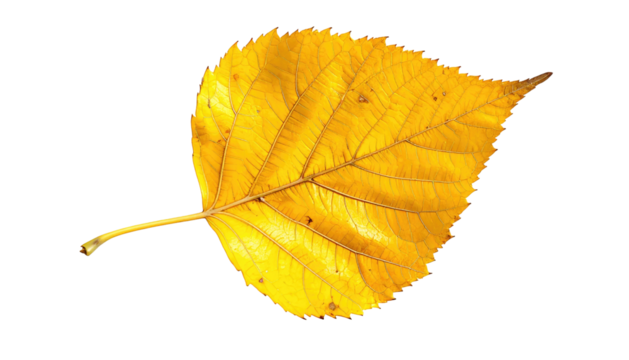 Isolated vibrant yellow leaf with distinct veins, casting a gentle glow against a stark black background - Powered by Adobe