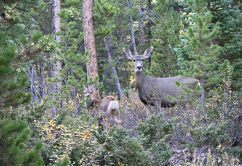 Two Mule Deer