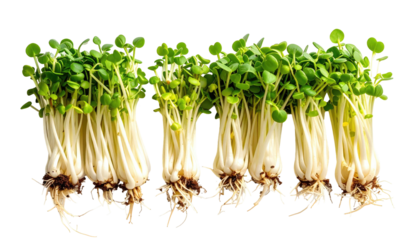 A row of fresh, young sprouts, showcasing delicate white stems, tiny green leaves, and intricate root systems