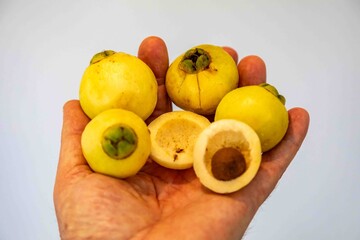 Yellow rose apple or white rose apple, Syzygium jambos. Native to Southeast Asia, this species belongs to the Myrtaceae family, a wild fruit with a rose petal flavor and aroma.