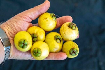Yellow rose apple or white rose apple, Syzygium jambos. Native to Southeast Asia, this species belongs to the Myrtaceae family, a wild fruit with a rose petal flavor and aroma.