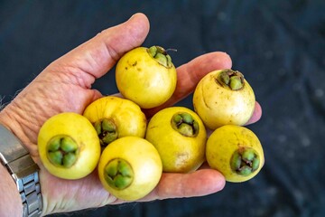 Yellow rose apple or white rose apple, Syzygium jambos. Native to Southeast Asia, this species belongs to the Myrtaceae family, a wild fruit with a rose petal flavor and aroma.