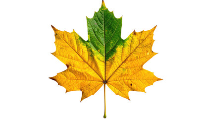 Bi-colored maple leaf against black. Green transitioning to gold. Detailed veins and distinct texture. Clean and crisp edges